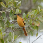 Rufous Flycatcher (image by Leonardo Garrigues)