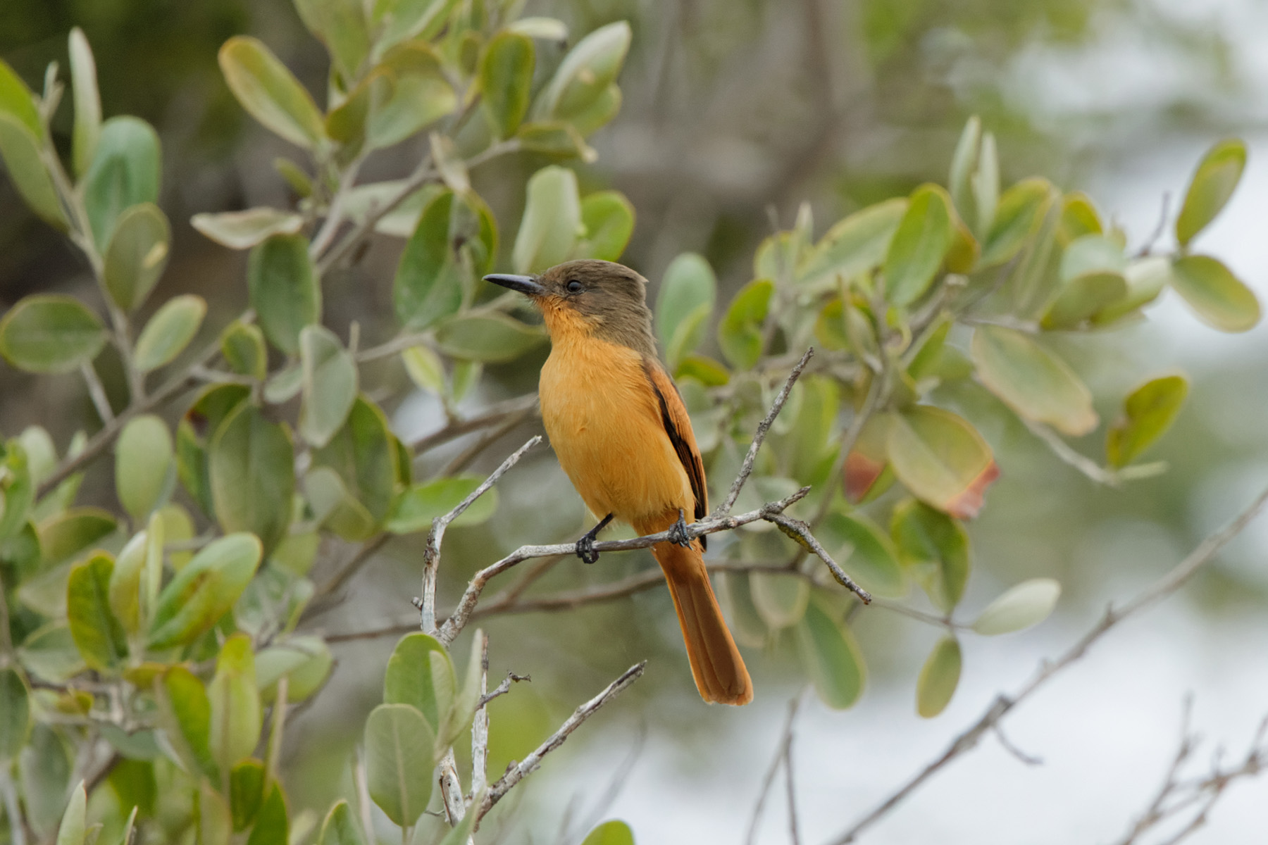 Rufous Flycatcher (image by Leonardo Garrigues)
