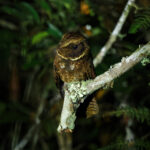 Rufous Nightjar (image by Leonardo Garrigues)