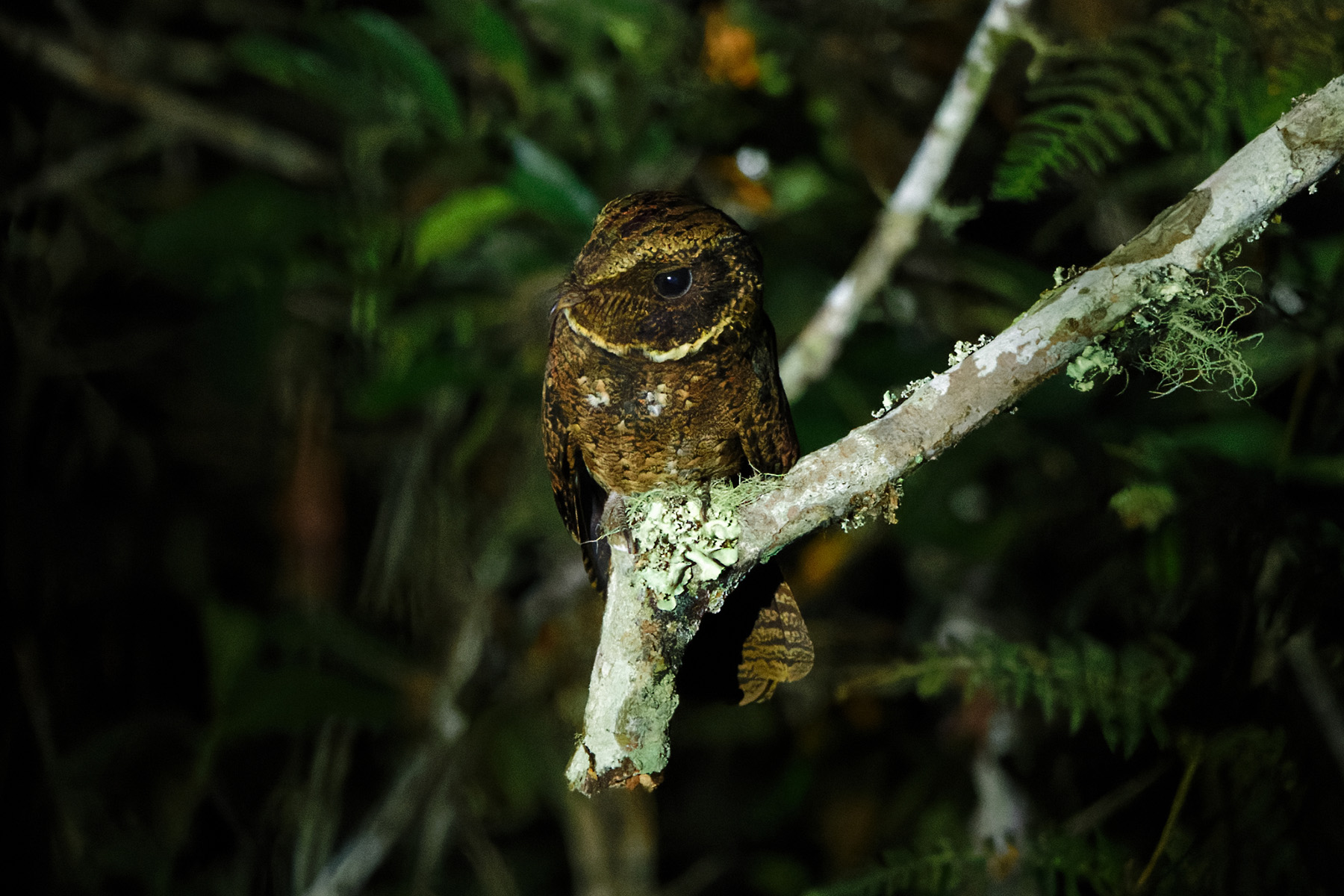 Rufous Nightjar (image by Leonardo Garrigues)