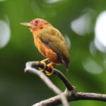 Rufous Piculet (image by Yeo Siew Teck)