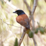 Rufous Vanga (image by Trevor Ellery)