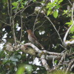 Rufous-brown Solitaire (image by Fito Downs)
