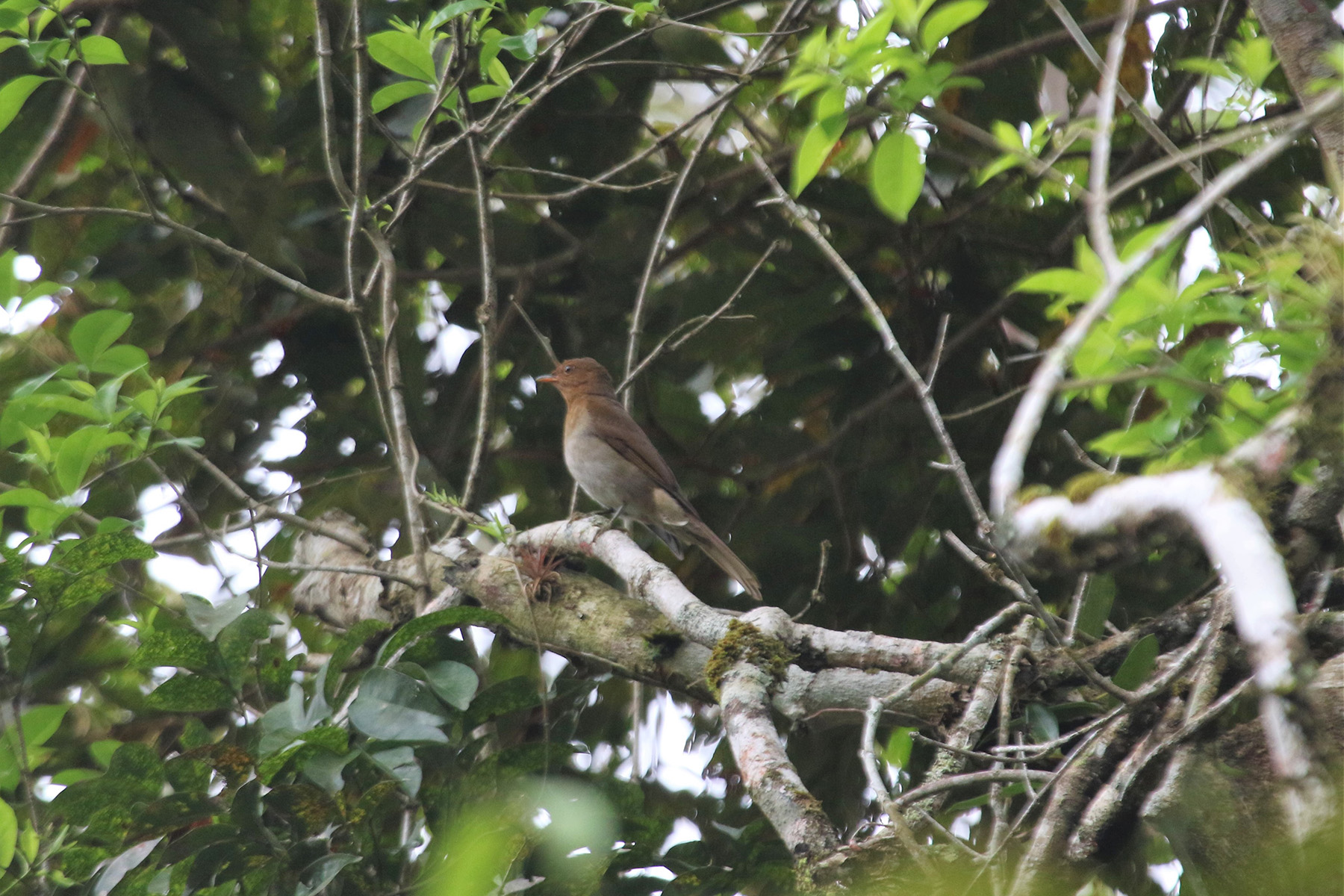 Rufous-brown Solitaire (image by Fito Downs)