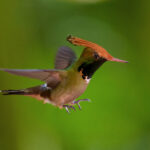 Rufous-crested Coquette (image by Leonardo Garrigues)