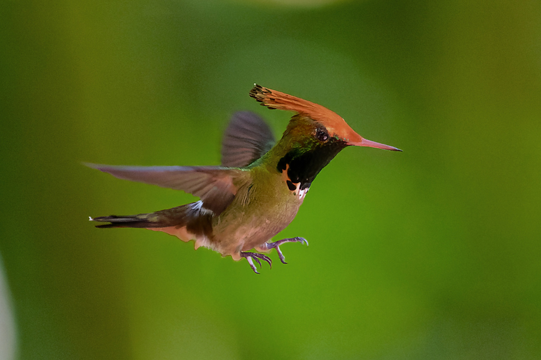 Rufous-crested Coquette (image by Leonardo Garrigues)