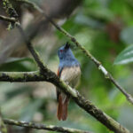Rufous-winged Philentoma (image by Yeo Siew Teck)