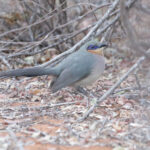 Running Coua (image by Trevor Ellery)