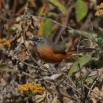Russet-bellied Spinetail (image by Leonardo Garrigues)