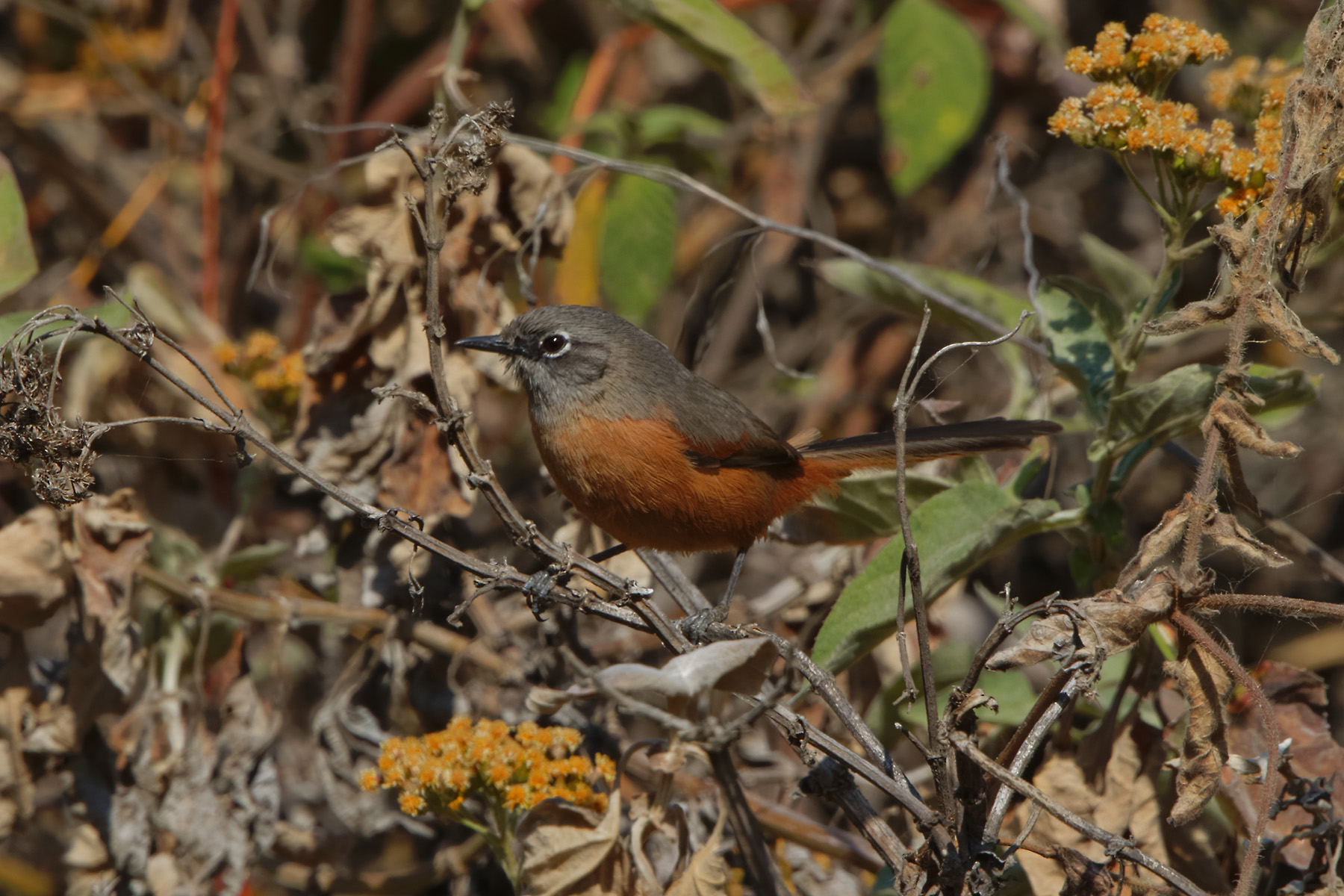 Russet-bellied Spinetail (image by Leonardo Garrigues)