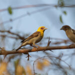 Sakalava Weavers (image by Trevor Ellery)