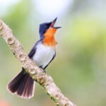 male Samoan Flycatcher (image by János Oláh)