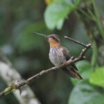 Saw-billed Hermit (image by Fito Downs)