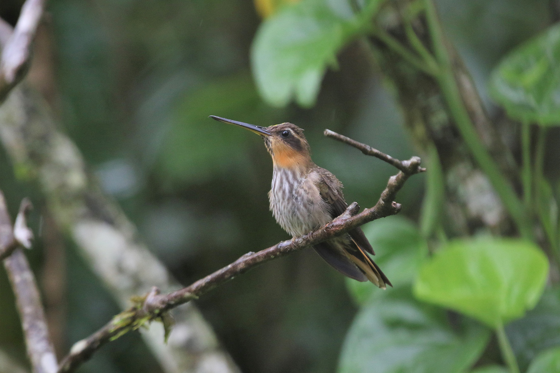 Saw-billed Hermit (image by Fito Downs)