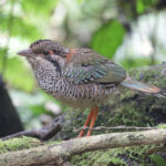 Scaly Ground Roller (image by Trevor Ellery)