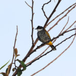 Scaly-breasted Bulbul (image by Yeo Siew Teck)