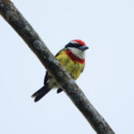 Scarlet-banded Barbet (image by Leonardo Garrigues)