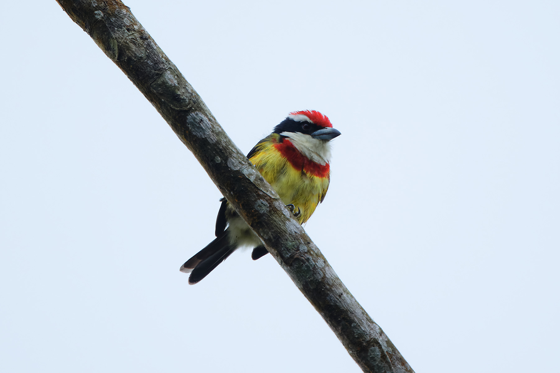 Scarlet-banded Barbet (image by Leonardo Garrigues)