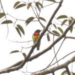 Scarlet-breasted Flowerpecker (image by Wayne Paes)