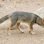 Senchura Fox (image by Leonardo Garrigues)