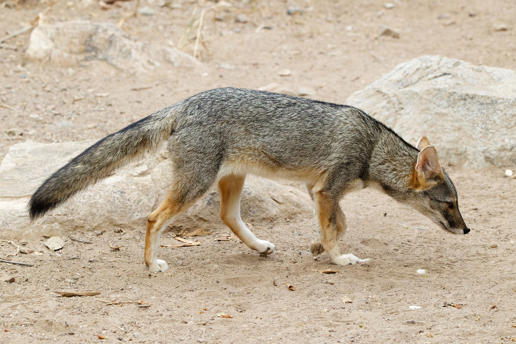 Senchura Fox (image by Leonardo Garrigues)