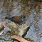 Sharp-tailed Streamcreeper (image by Fito Downs)