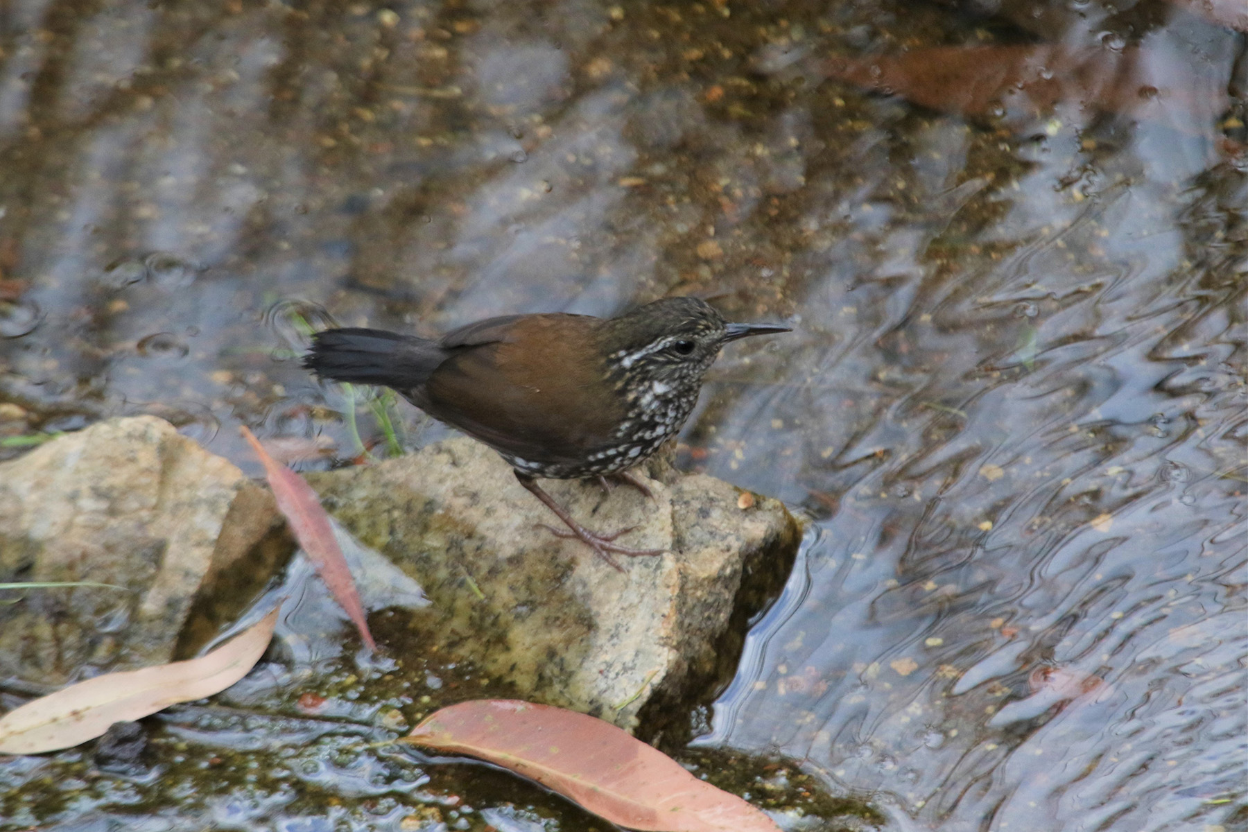 Sharp-tailed Streamcreeper (image by Fito Downs)