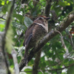 Short-legged Ground Roller (image by Trevor Ellery)