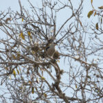 Sickle-billed Vanga (image by Trevor Ellery)