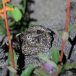 Sickle-winged Nightjar (image by Fito Downs)
