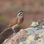 Socotra Bunting (image by Hannu Jännes)