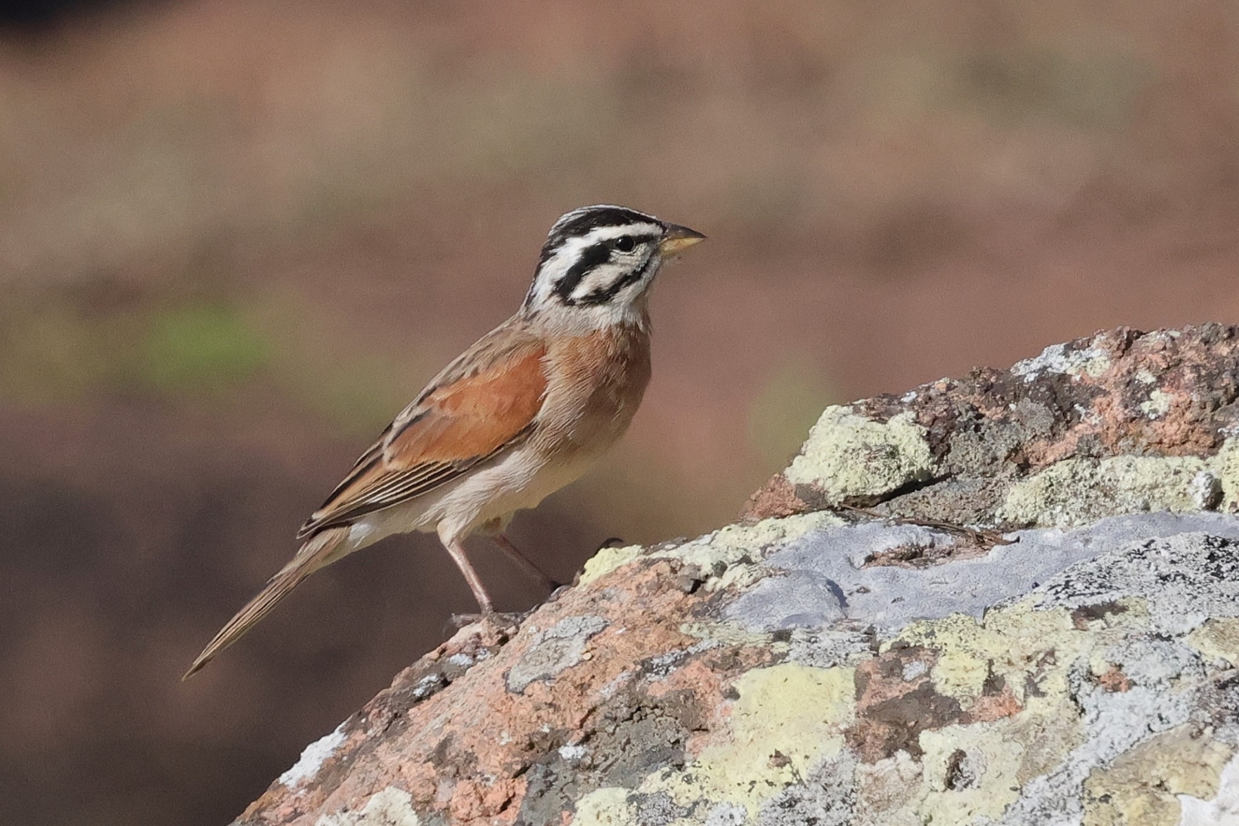 SOCOTRA TOUR REPORT 2024 BIRDQUEST SOCOTRA TOUR REPORT 2024 BIRDQUEST
