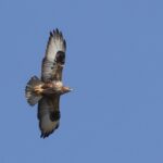 Socotra Buzzard (image by Hannu Jännes)
