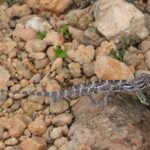 Socotra Chameleon (image by Hannu Jännes)
