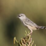Socotra Cisticola (image by Hannu Jännes)