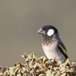 Socotra Golden-winged Grosbeak (image by Hannu Jännes)