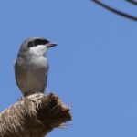 Great Grey Shrike ssp uncinatus (image by Hannu Jännes)