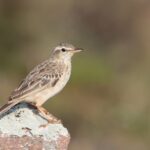 Long-billed Pipit ssp sokotrae (image by Hannu Jännes)
