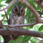 Socotra Scops Owl (image by Hannu Jännes)