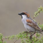 Socotra Sparrow (image by Hannu Jännes)