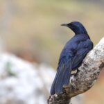 Socotra Starling (image by Hannu Jännes)