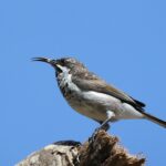 Socotra Sunbird (image by Hannu Jännes)