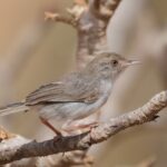 Socotra Warbler (image by Hannu Jännes)