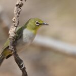Socotra White-eye (image by Hannu Jännes)