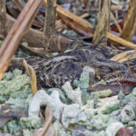 Solomons Nightjar (image by Pete Morris)