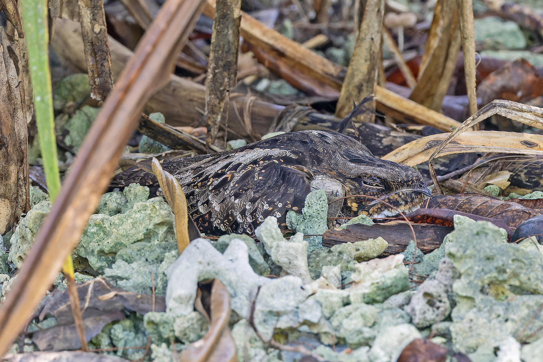 Solomons Nightjar (image by Pete Morris)