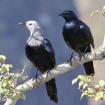 Somali Starlings (image by Hannu Jännes)