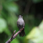 Sombre Hummingbird (image by Fito Downs)