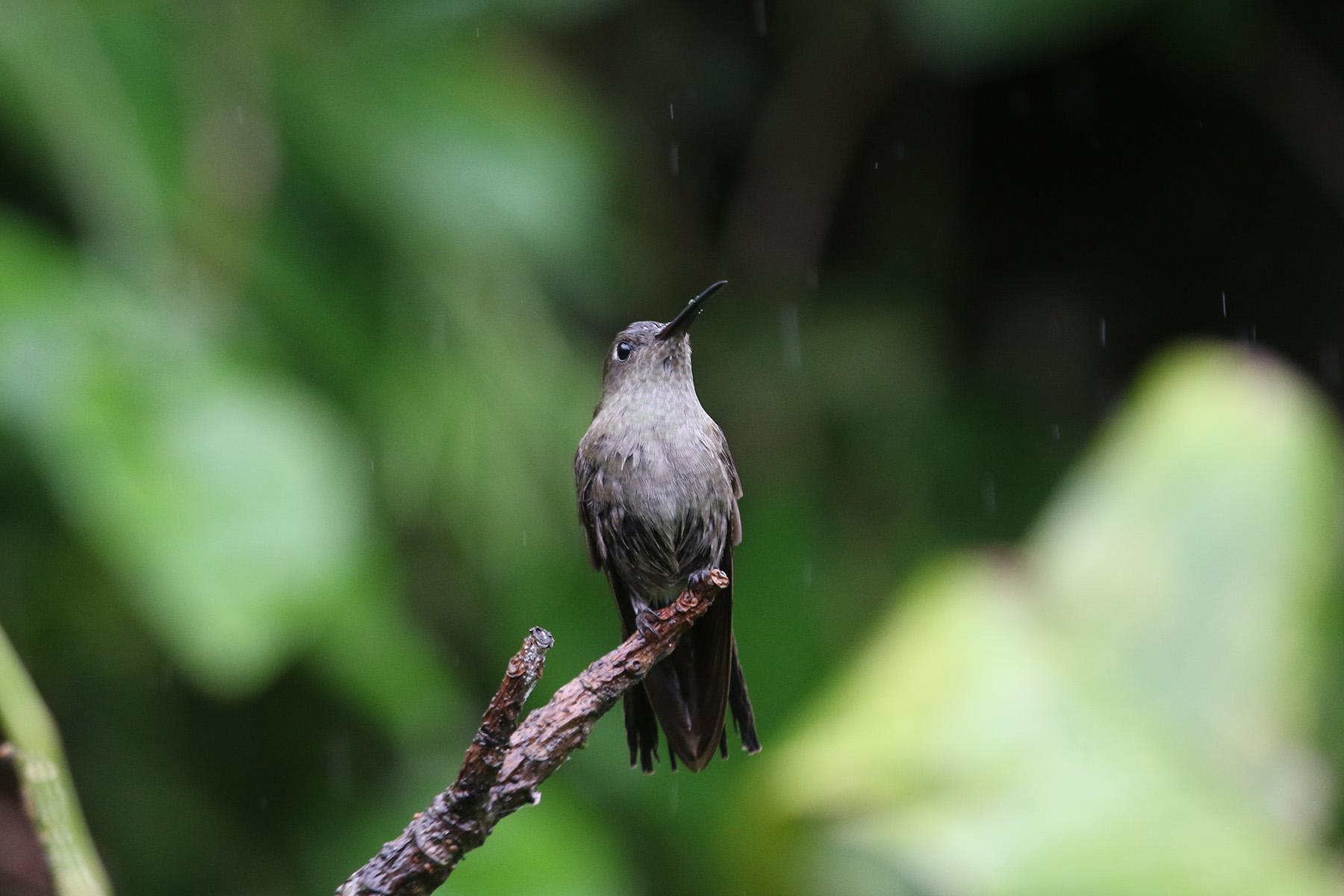 Sombre Hummingbird (image by Fito Downs)