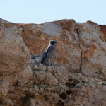 Sooty Falcon (image by Garry Taylor)